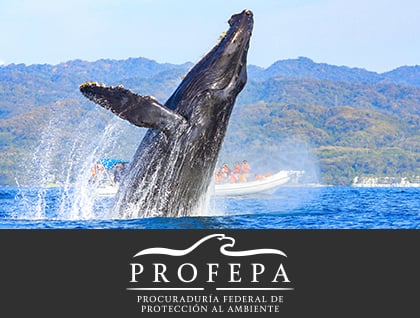 Marine Mammals Strand Attention Network