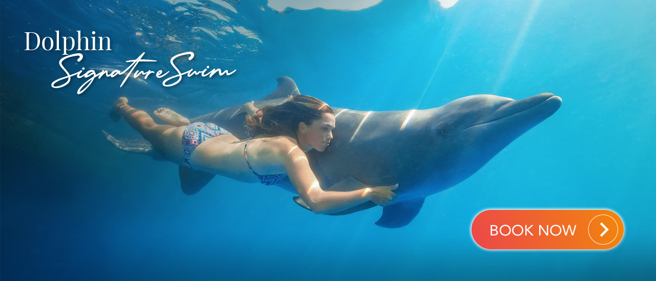 Dolphin Signature Swim | Cabo Adventures