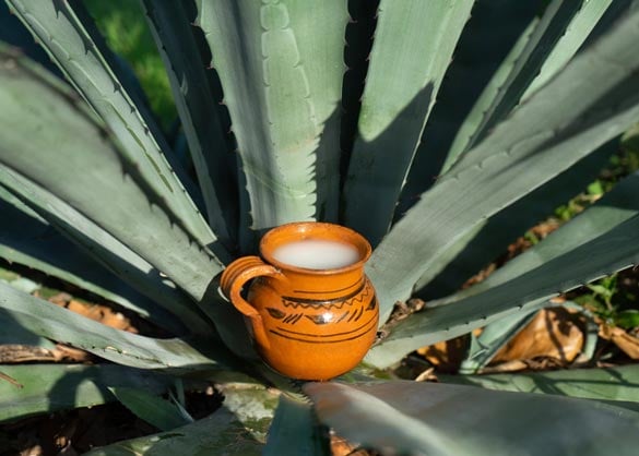 Pulque derives from the agave cactus