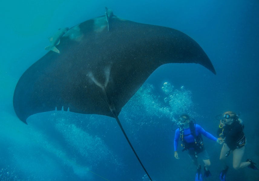 How big are manta rays?