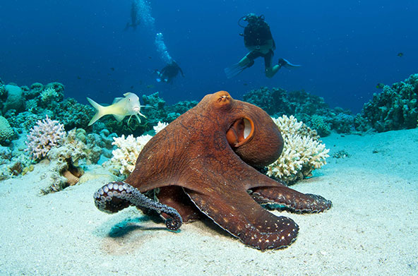 Interesting Facts about Octopus