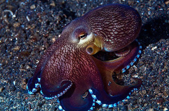 How smart is the average octopus?