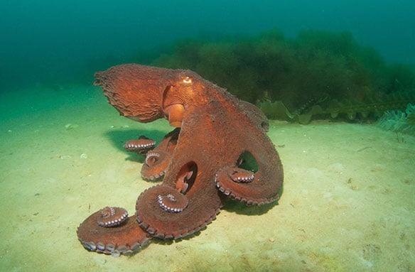How do octopuses travel?