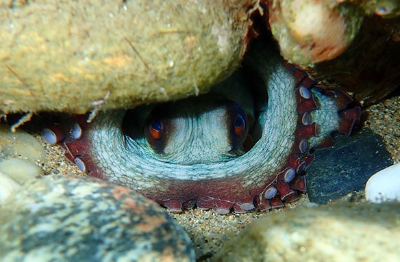 What does an octopus eat?