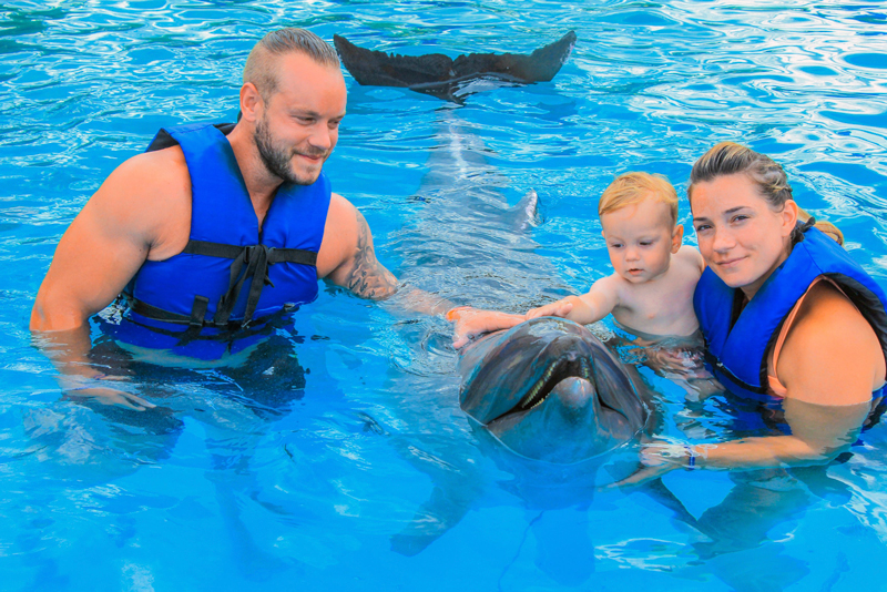 family swimming with dolphins