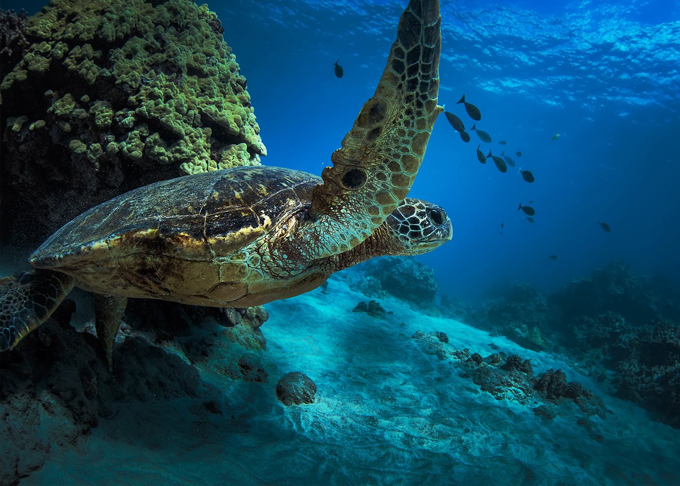 Turtle at Marias Islands 