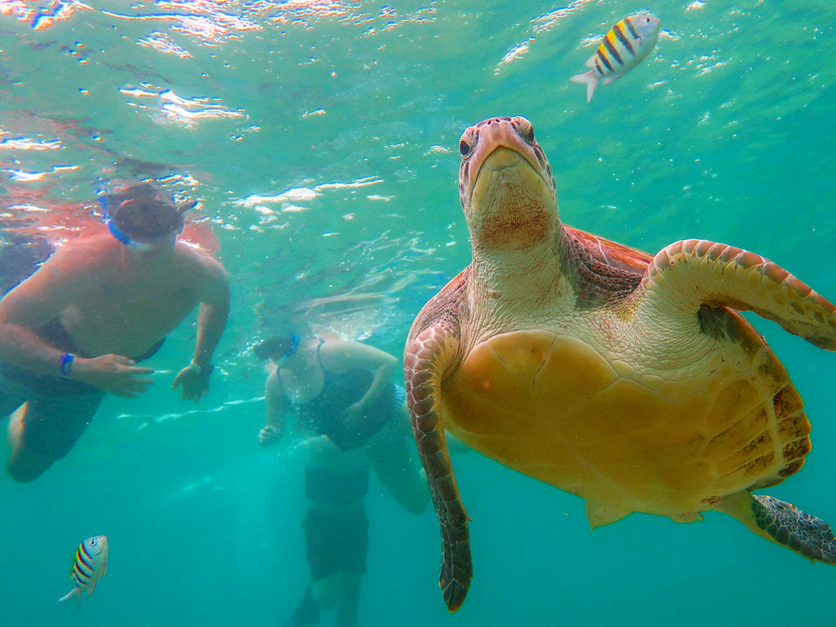 swim with sea turtles in Cancun