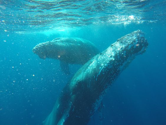 Whales have to come to the surface to breathe