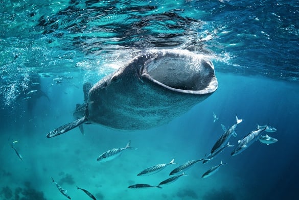 Is it safe to swim with whale sharks in Cabo