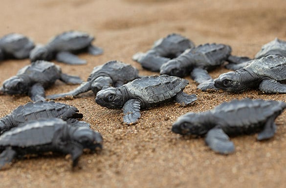 The sex of a turtle is determined by the temperature of the sand