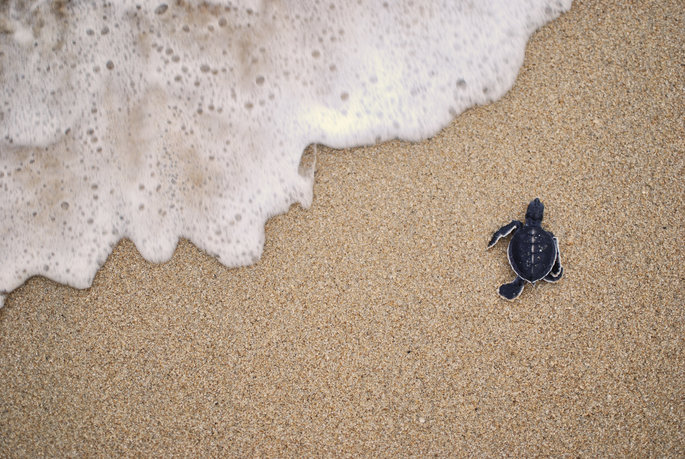 Baby Turtle moving towards the water