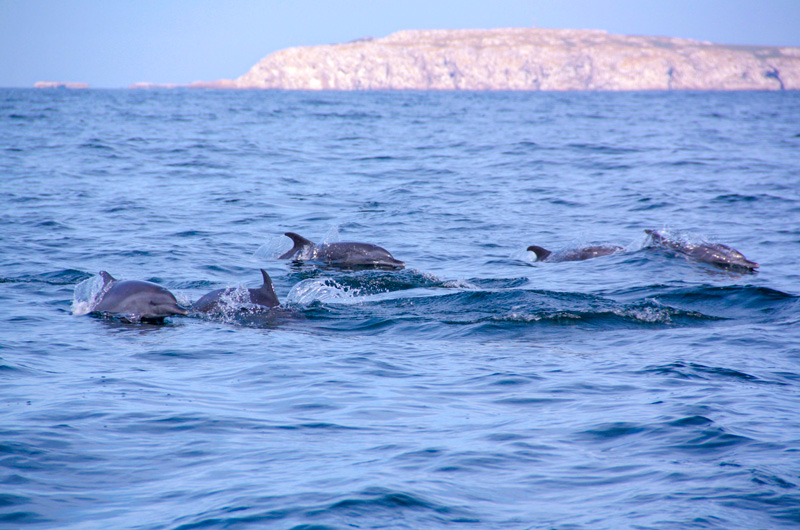 wild dolphins at marietas islands