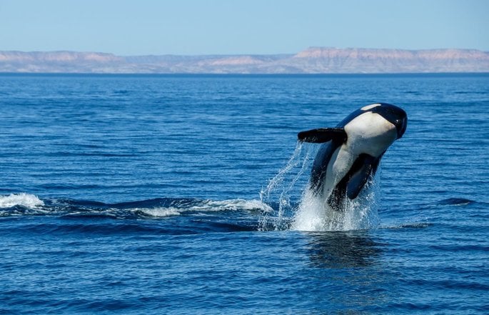 Mira Orcas en el avistamiento de ballenas en Cabo San Lucas con Cabo Adventures