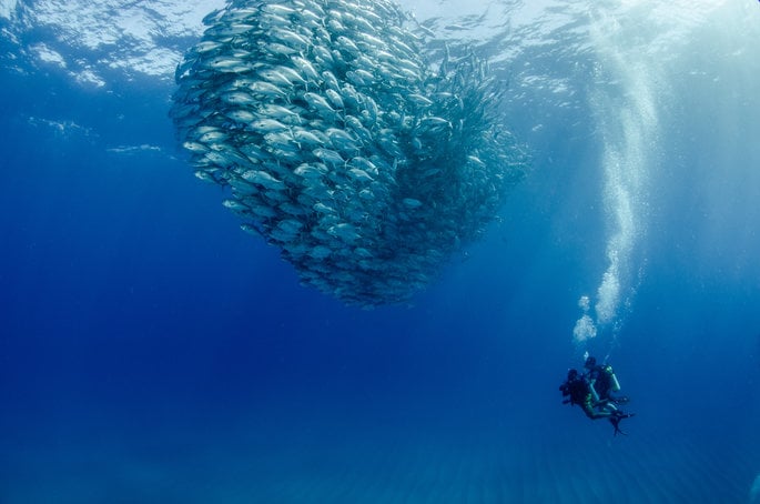 Scuba diving by a school of fish