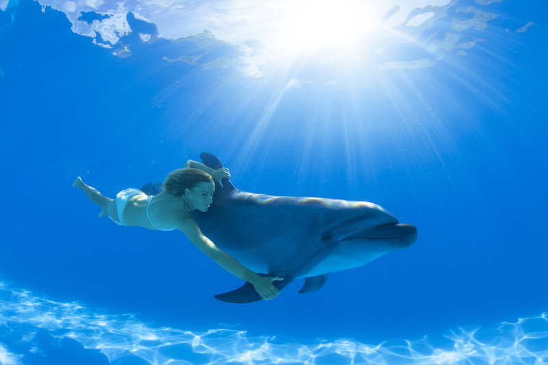 dolphin signature swim