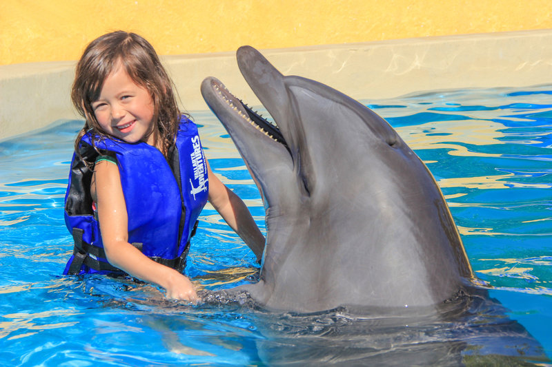 girl playing with dolphin on vallarta adventures dolphin kids tour