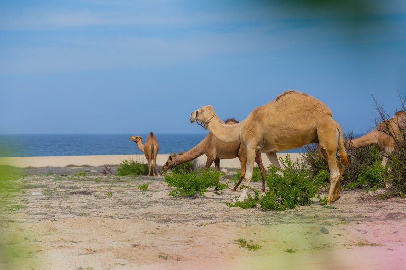 camels with one hump on cabo beach
