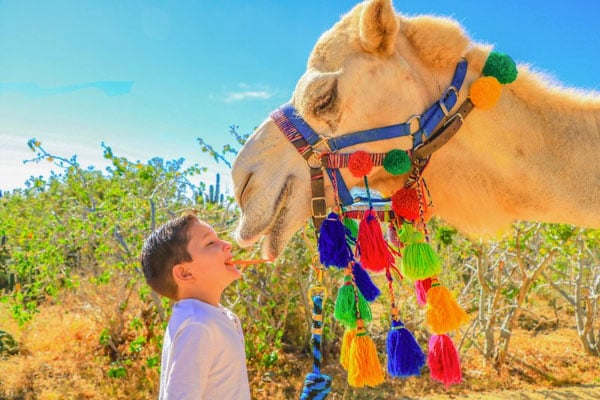 A boy feeding camel on a camel tour
