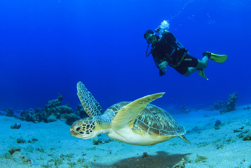 scuba diver underwater in las caletas with a sea turtle