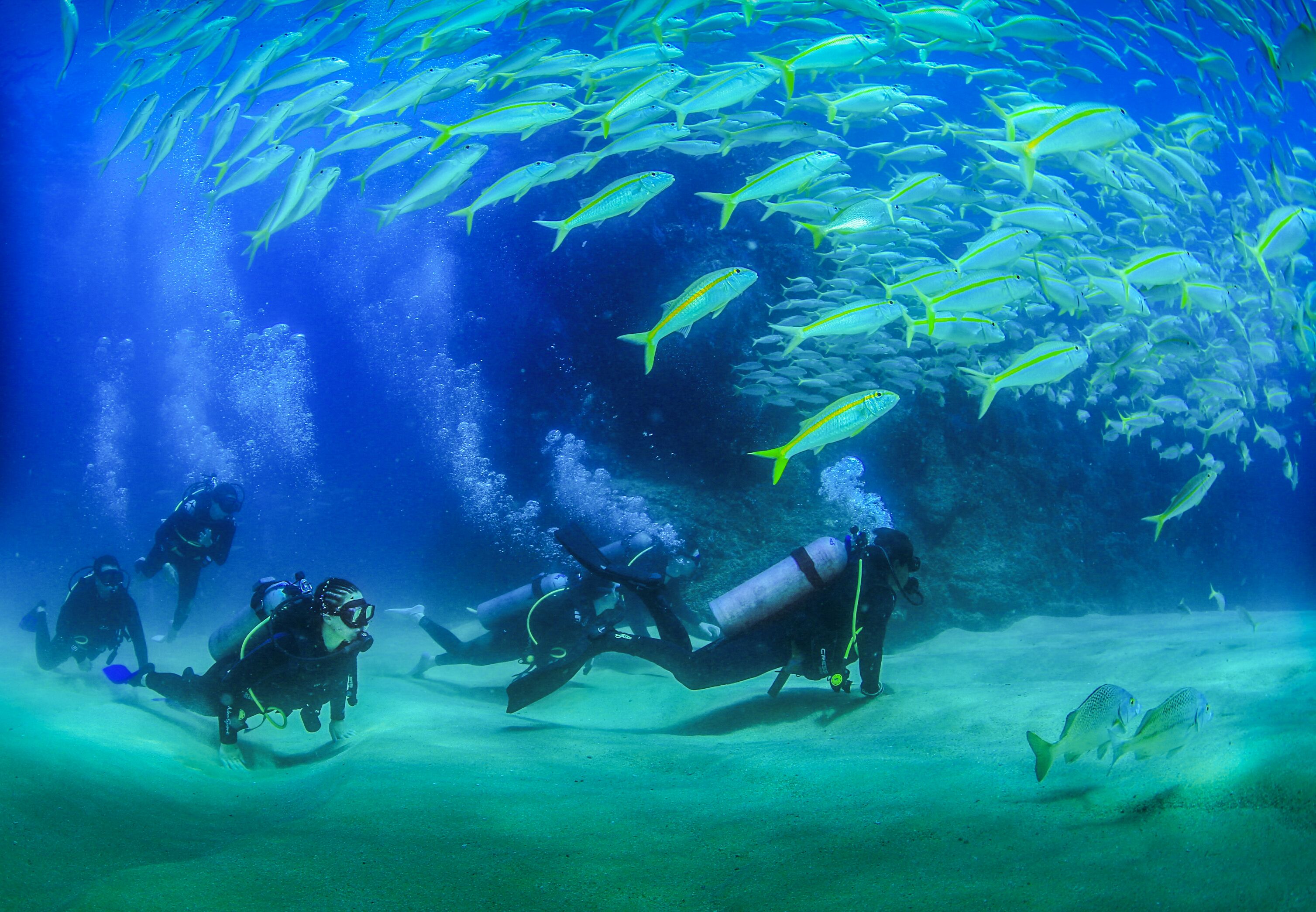 a group of people scuba diving in the sea of cortez