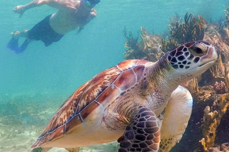 sea turtles cancun