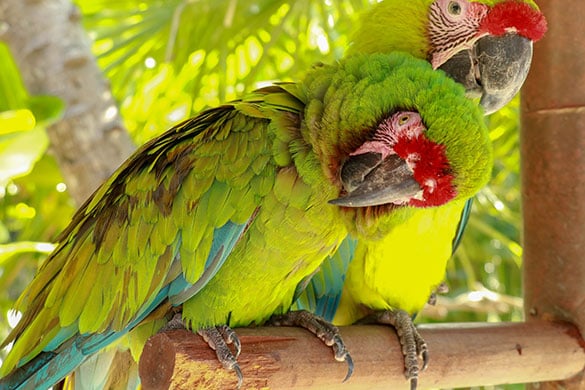 Macaws can live for a long time