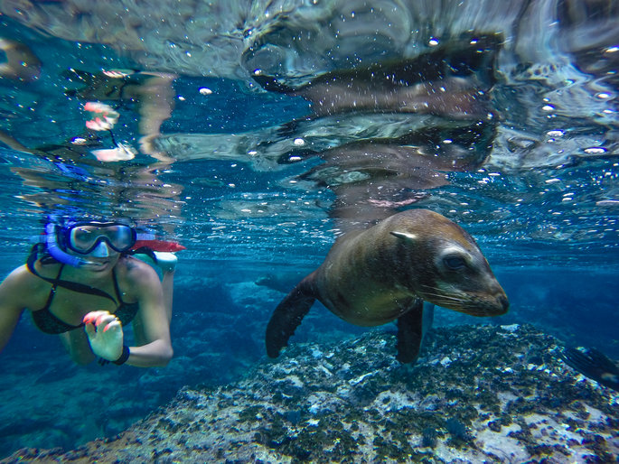 snorkeling with a baby seal