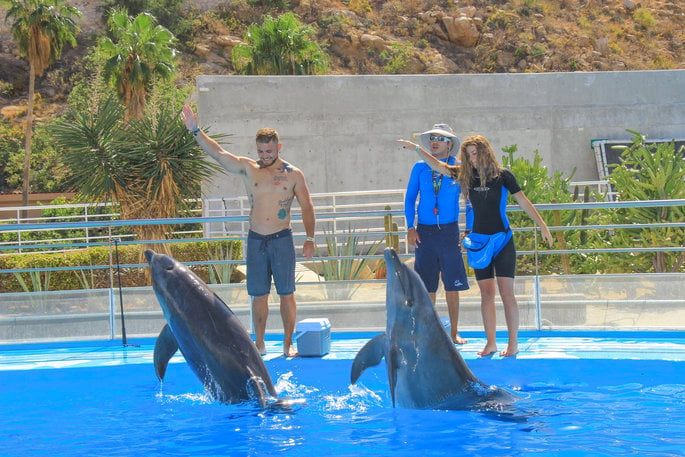 Dolphins being trained