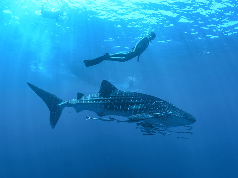 Swimming with whale sharks in Cabo