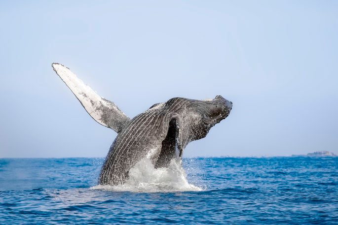 Whale breaching out of the water backwards