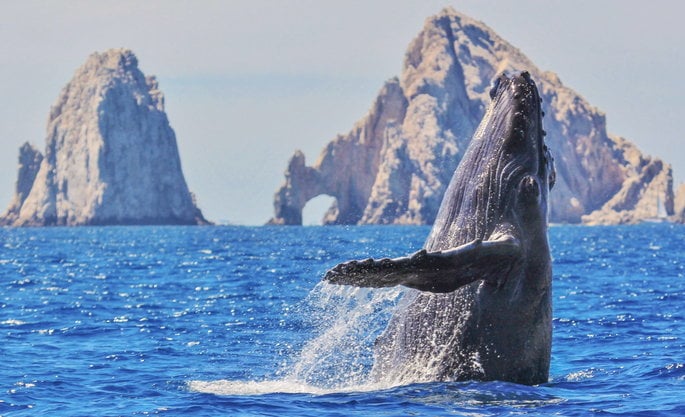 Observa Ballenas durante la temporada de avistamiento de ballenas en Cabo San Lucas desde December a April - Cabo Adventures