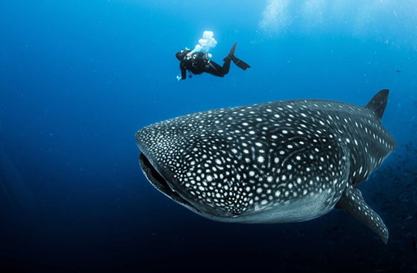 Are whale sharks actually whales?