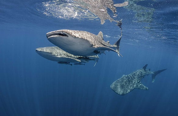What's the world whale shark population?