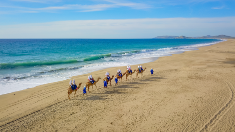 camel ride safari near sayulita