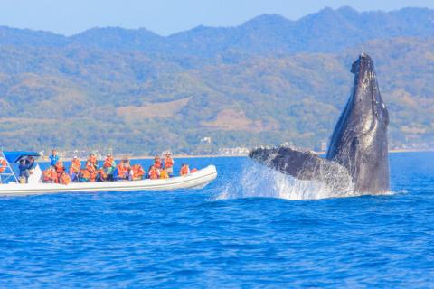 A group of tourists watching a whale jump out of the water