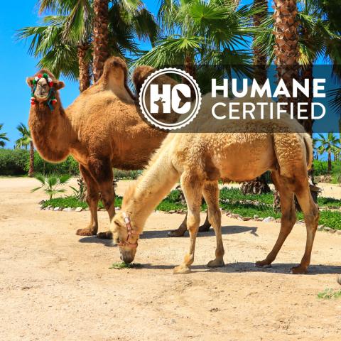 Cabo Adventures Camel Facility is Humane Certified
