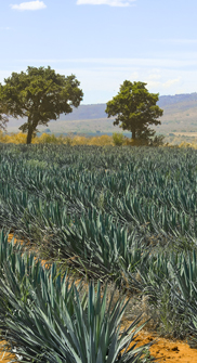 Tequila tasting in Puerto Vallarta 