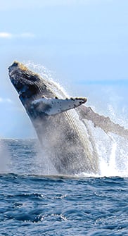 Humpback whales