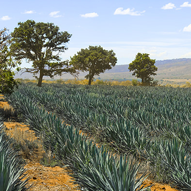 Visit La Rojeña in Tequila Mexico with Vallarta Adventures 