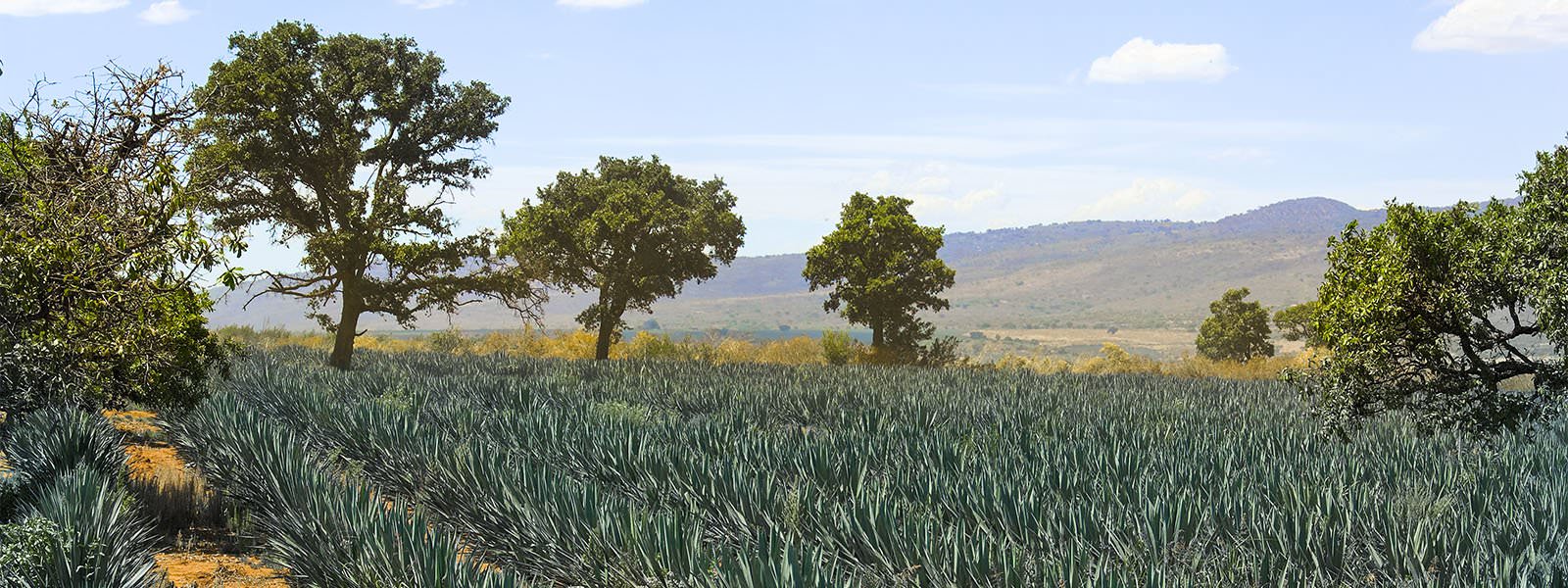 Tour agave fields in Puerto Vallarta