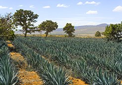 Tequila Agave fields in Puerto Vallarta 