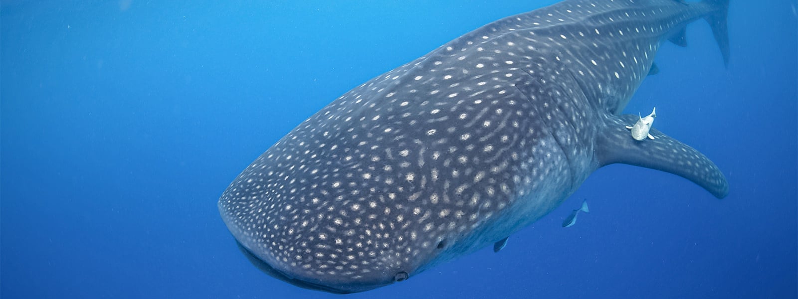 Private tour to snorkel with a whale shark