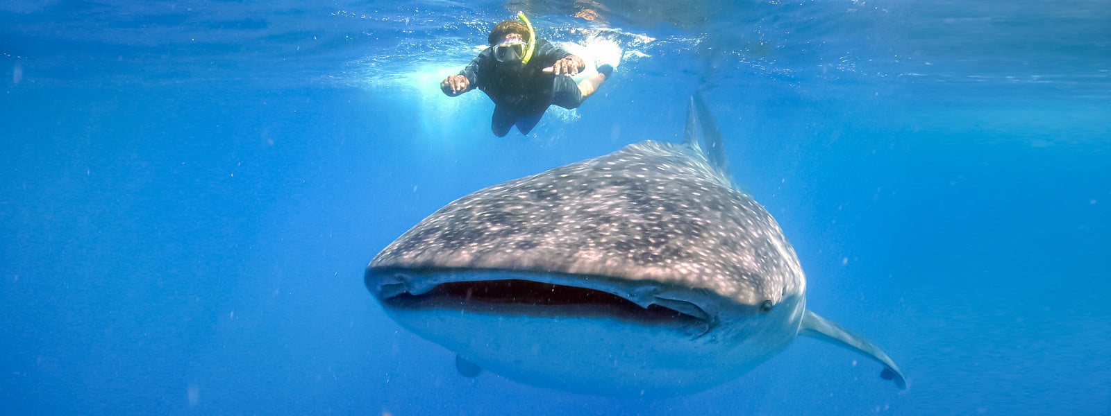 Snorkel with Whale Sharks - Cabo Adventures