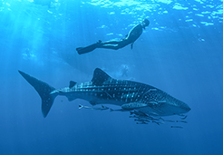 Nado con Tiburón Ballena en Cancún con Cancún Adventures 3|