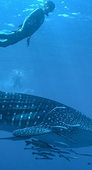 Nado con Tiburón Ballena en Cancún con Cancún Adventures 4