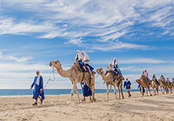 Camel Tour Cabo | Cabo Adventures|