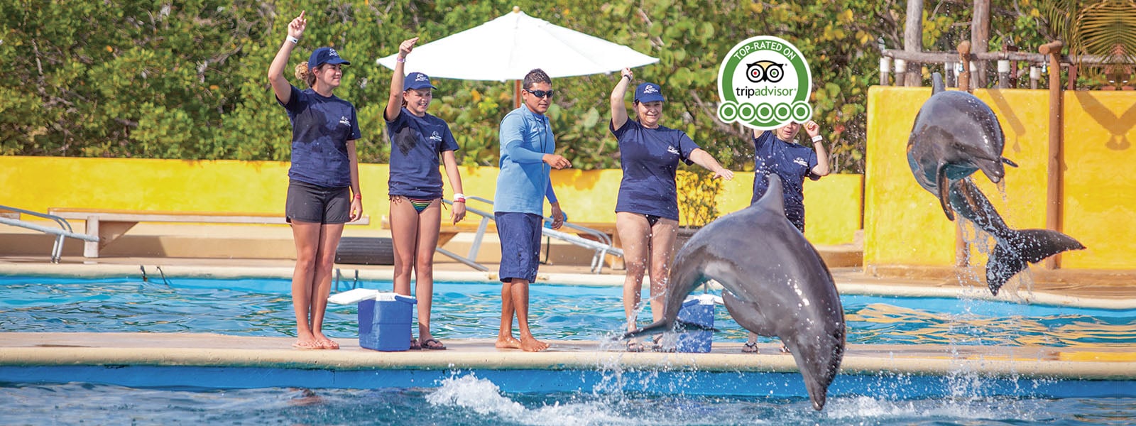 Learn to be a dolphin trainer in Puerto Vallarta | Dolphin Adventure