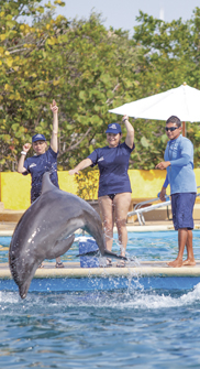 Dolphin programs in Puerto Vallarta  | Dolphin Adventure 3