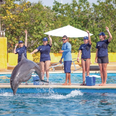 Dolphin programs in Puerto Vallarta  | Dolphin Adventure