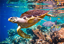 sea turtle and sea life on cabo pulmo scuba dive tour